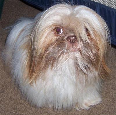 Dogs for Sale in IL